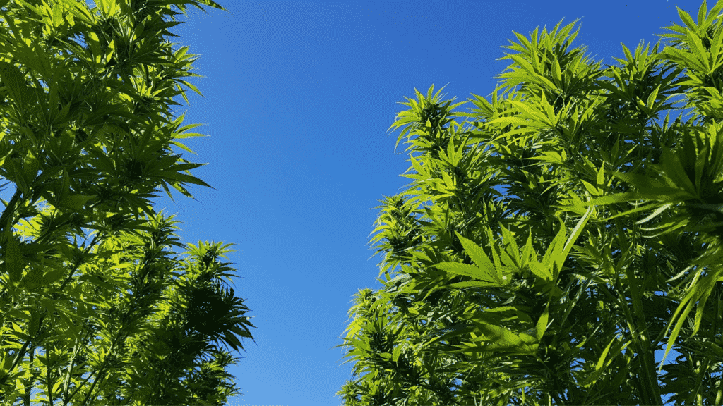 Über Hanf; CBD Hanfpflanzen in der Natur mit blauem Himmel