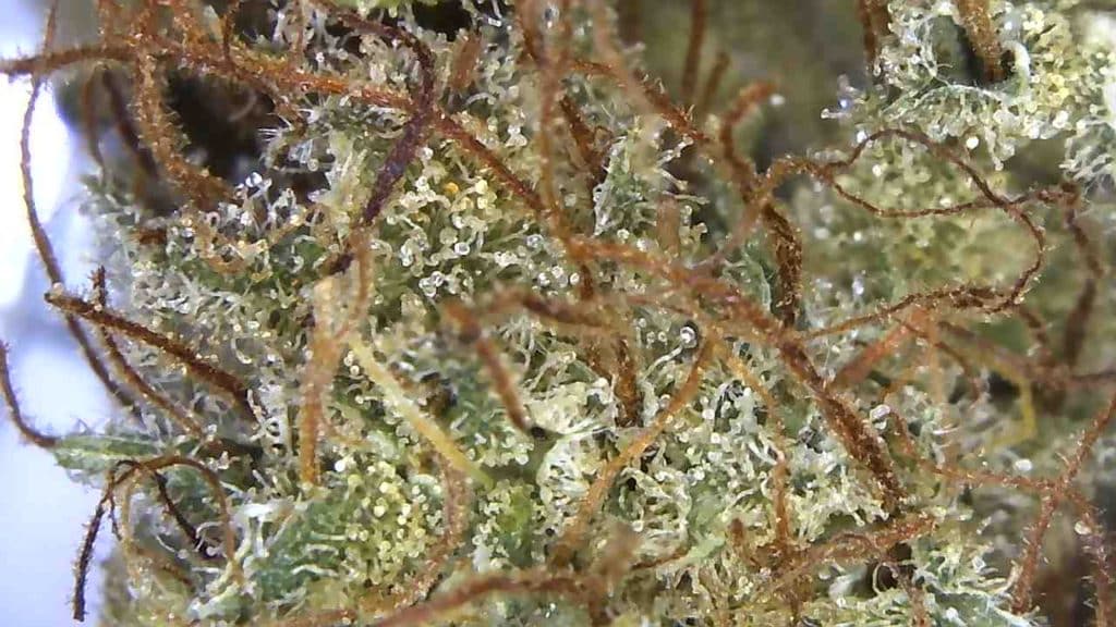 Was genau sind Cannabinoide; Trockene CBD Hanfblüte unter dem Mikroskop