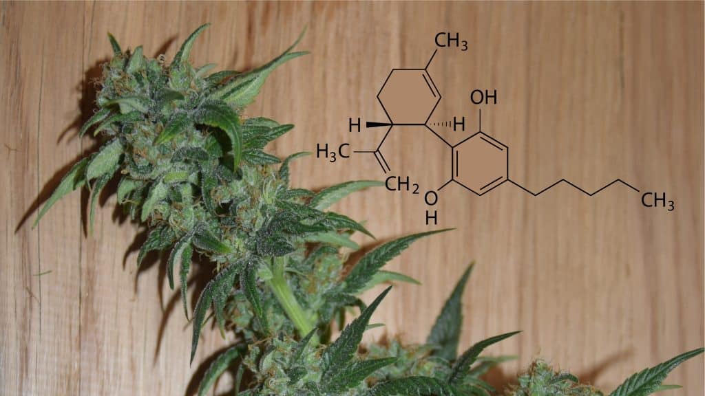 Cannabinoide und deren positive Wirkungen; Erntereife CBD Hanfpflanze auf Eichenholz mit der chemischen Verbindung CBD nebenbei
